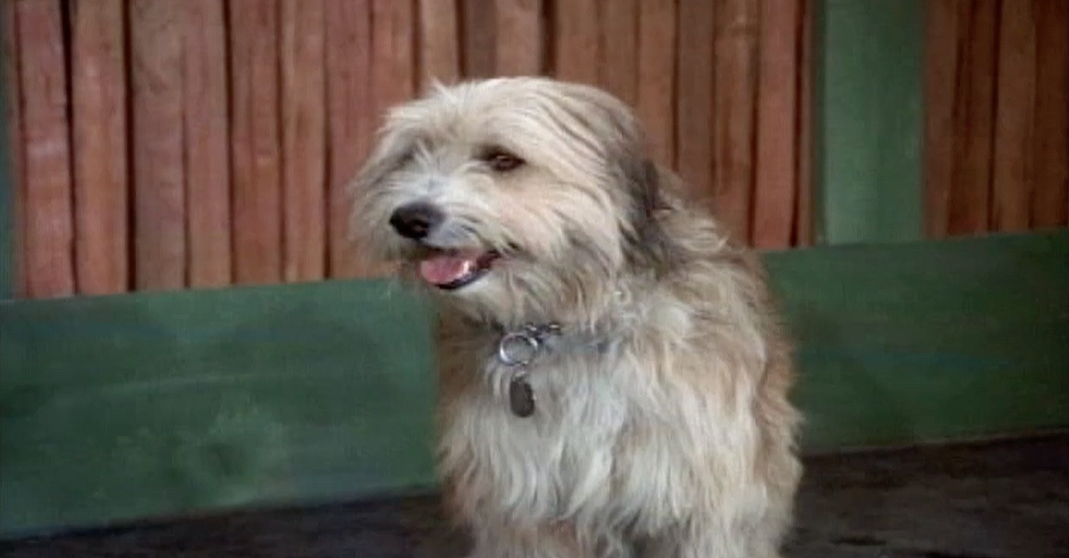 What ever happened to 'The Brady Bunch' dog?